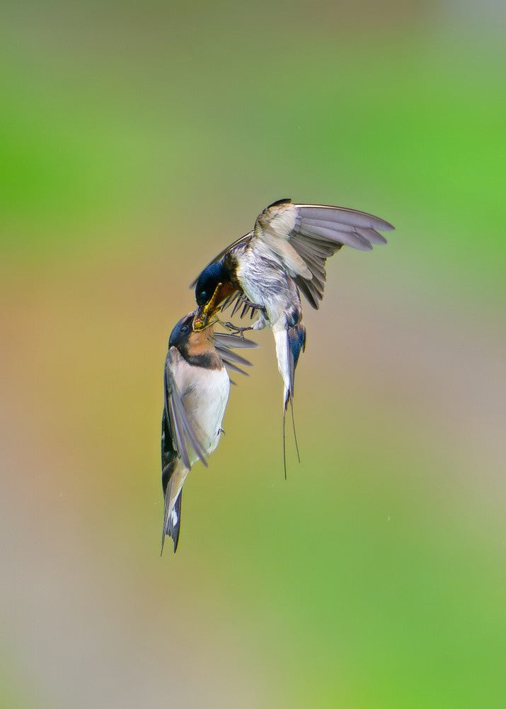 Barn Swallow