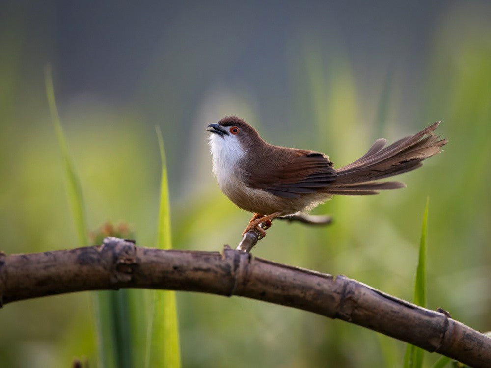 yellow eyed babbler
