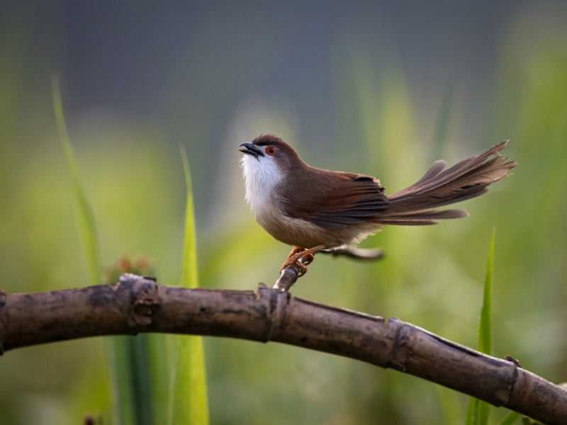 yellow eyed babbler