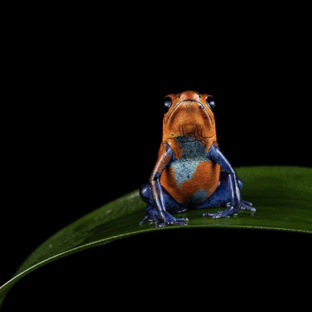 Blue jeans poison frog