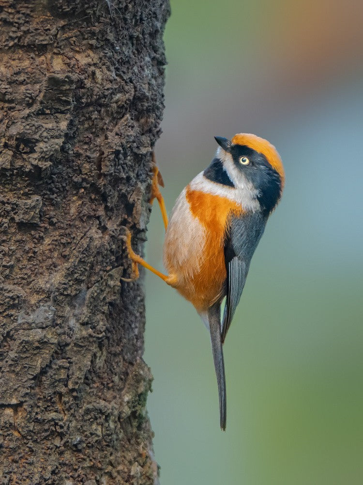 Black throated tit