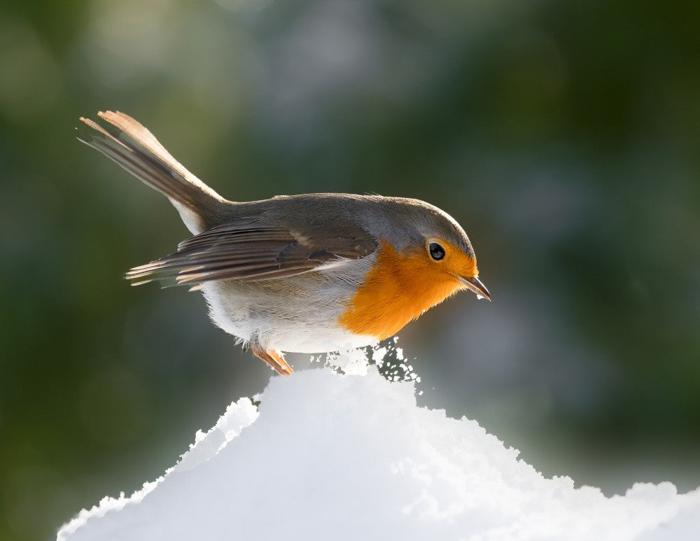 In the light....and in the snow!