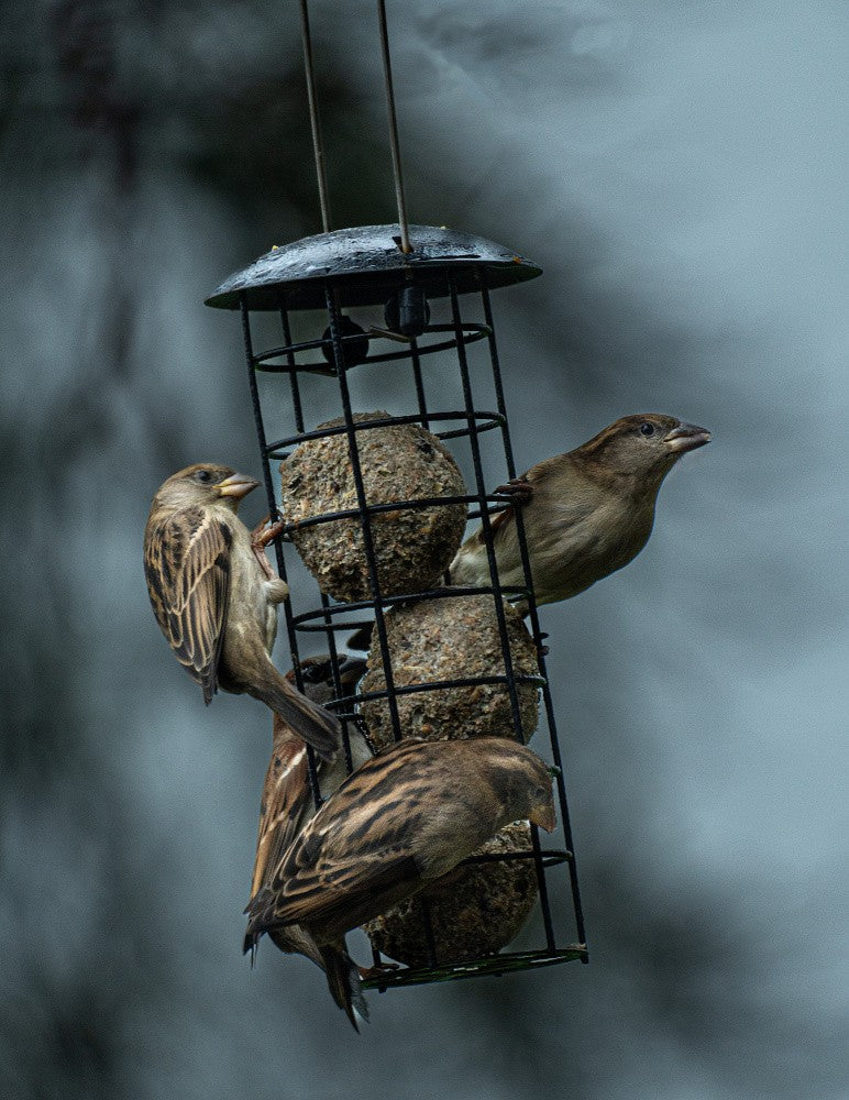 4 birds