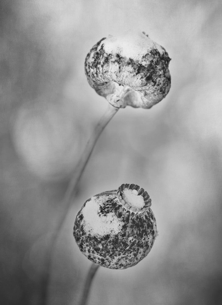 Seed pods