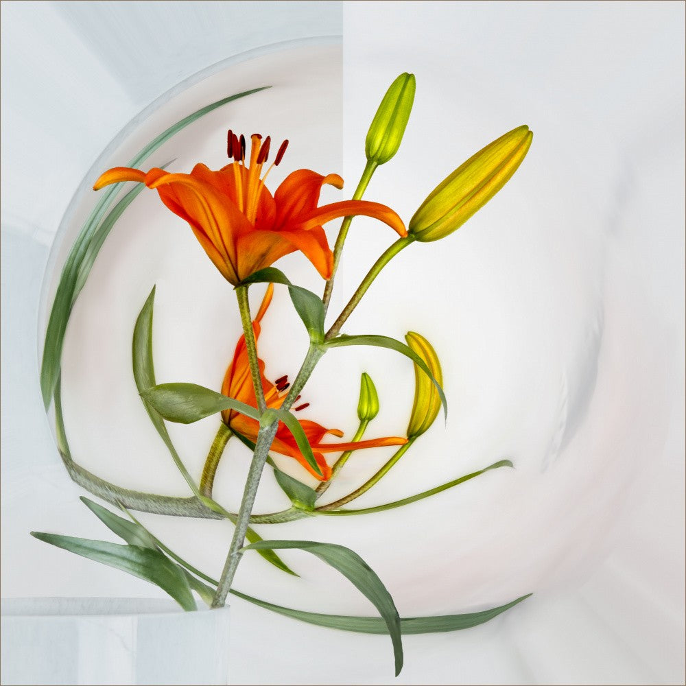 Aphrodite's lily