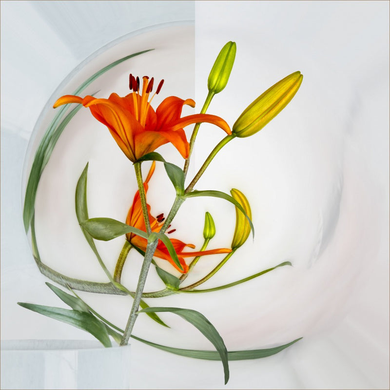 Aphrodite's lily