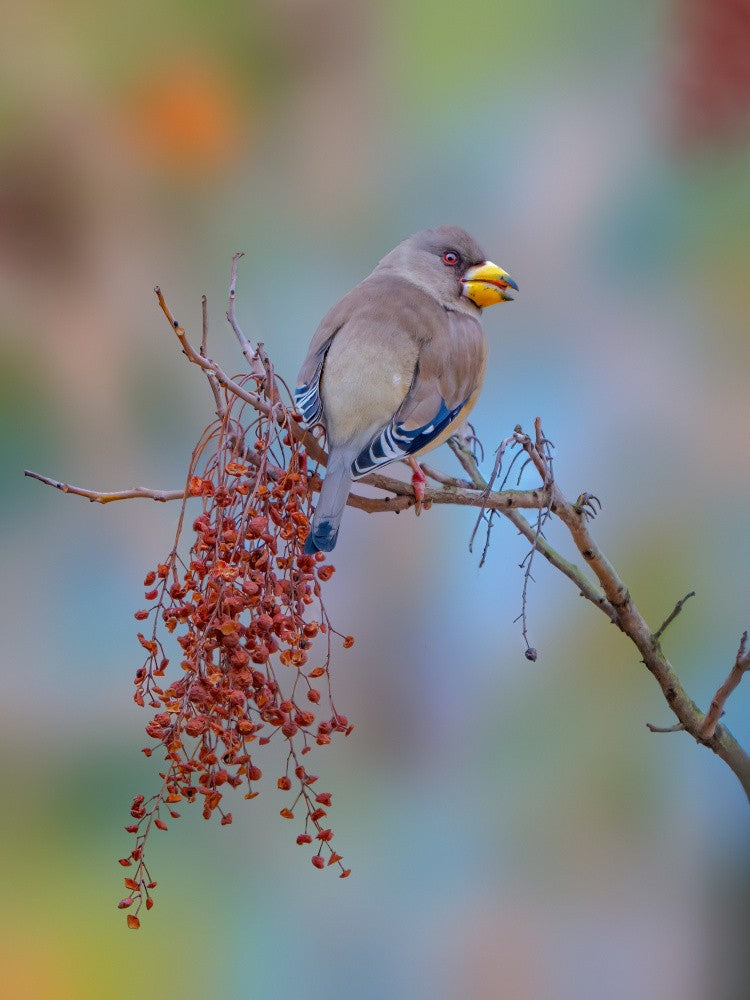 Yellow billed grosbeak