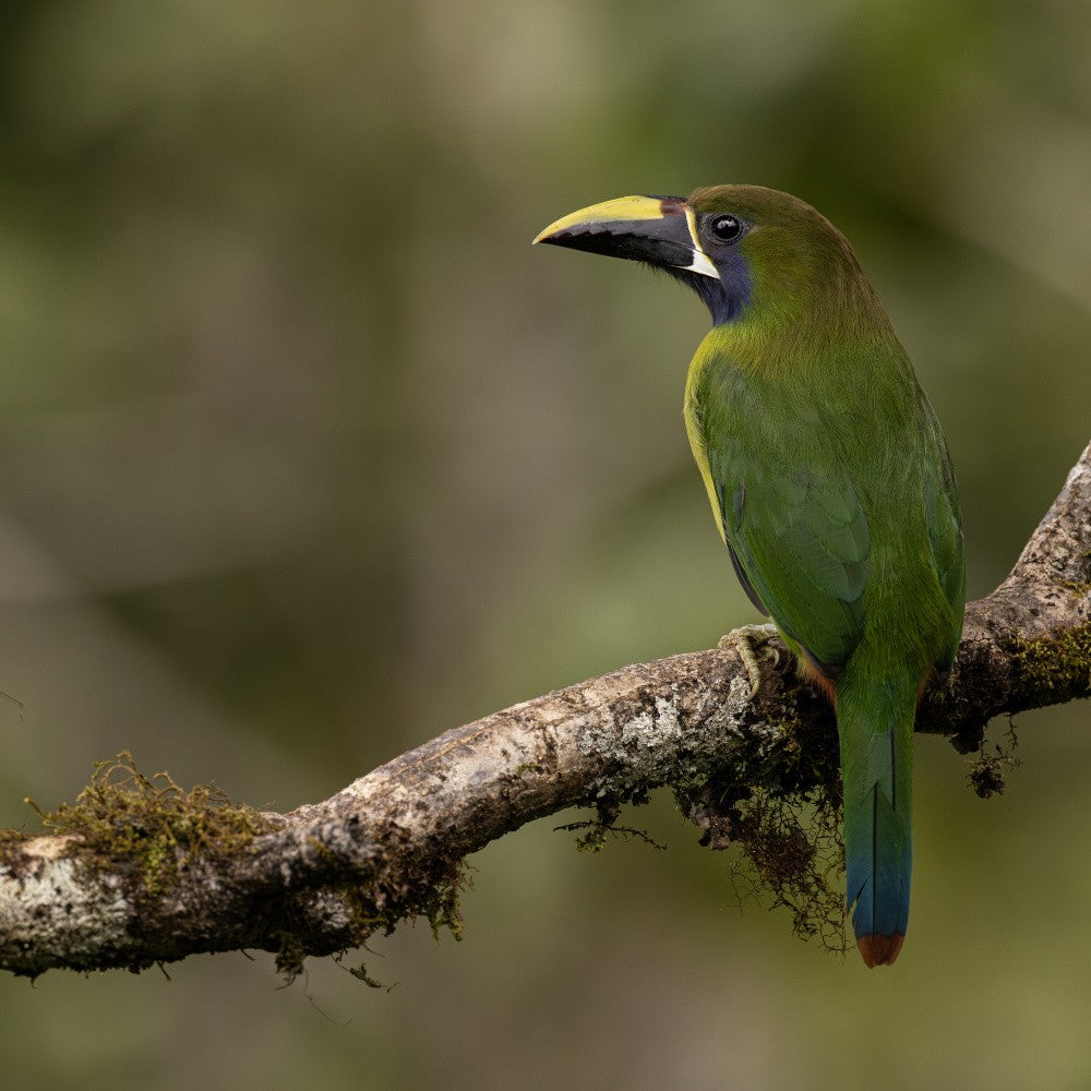 Northern emerald toucanette