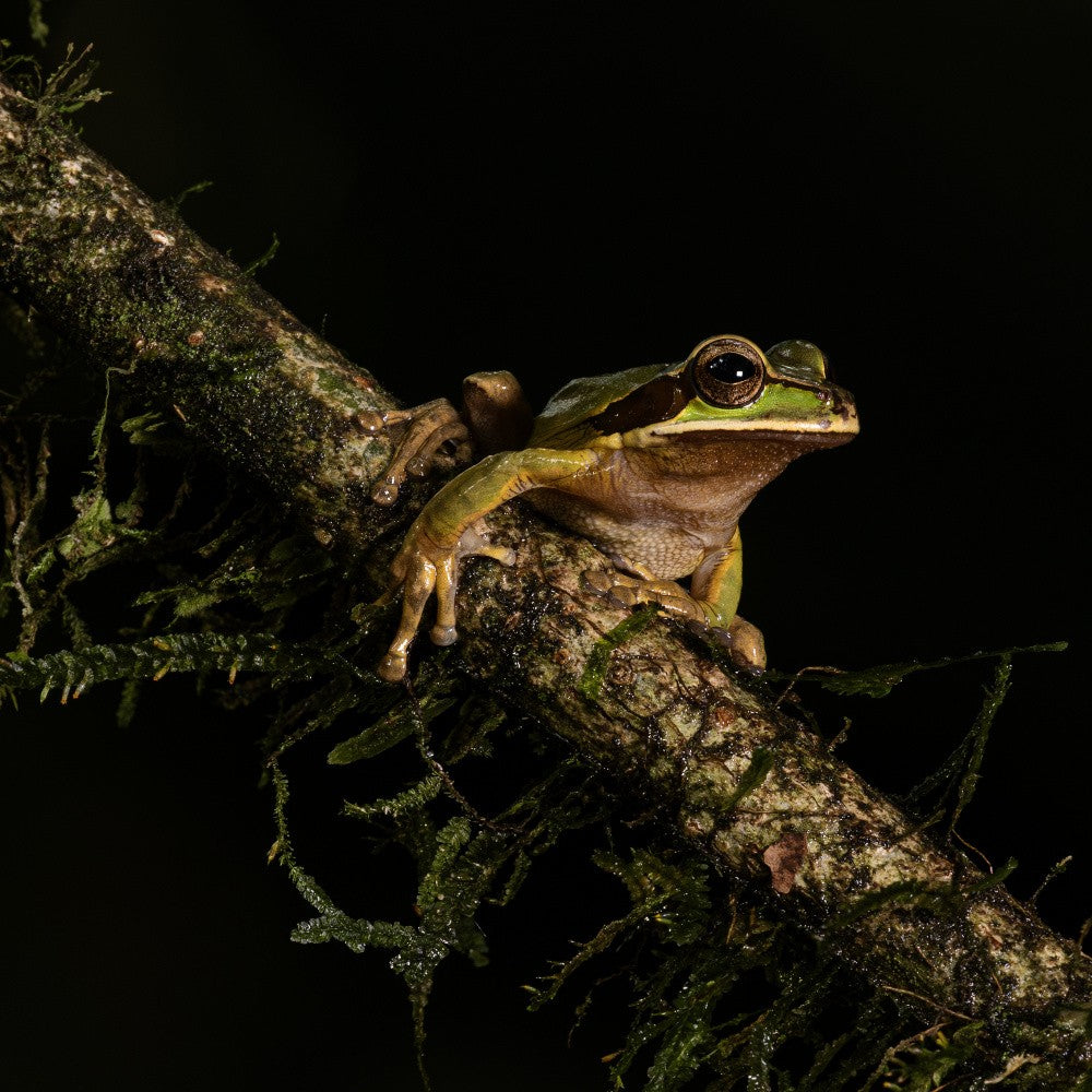 Masked treefrog