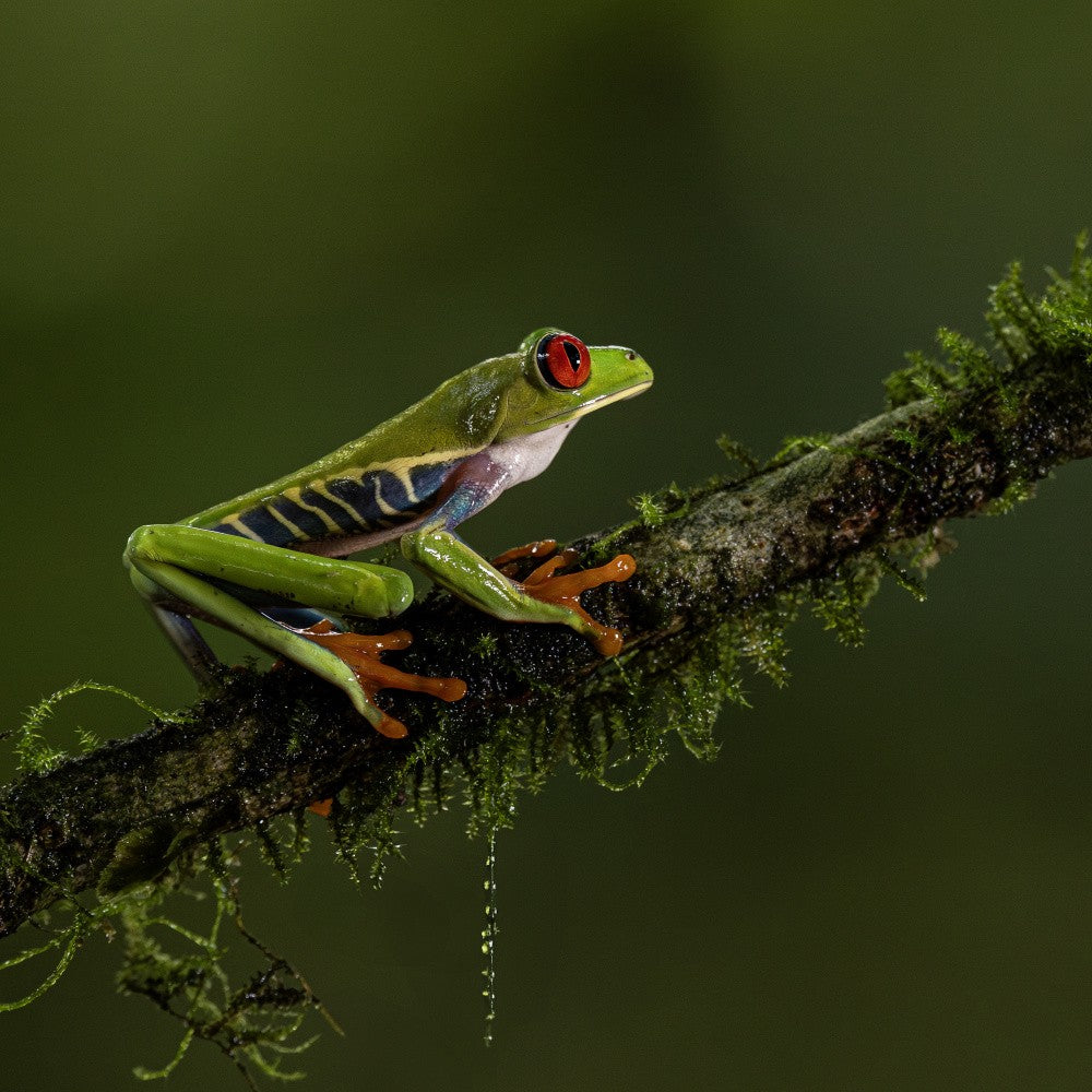 Rotaugenlaubfrosch