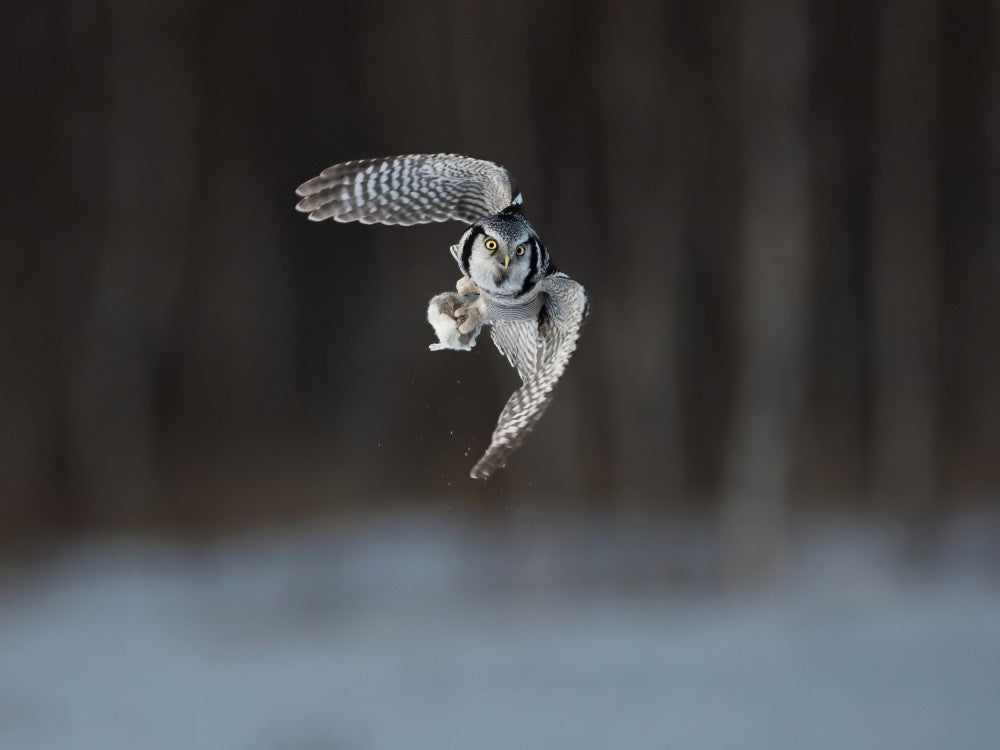 Northern hawk-owl