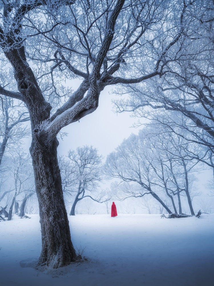 Whispering of ancient trees
