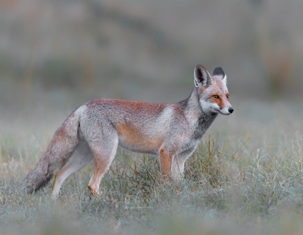 cunning gaze