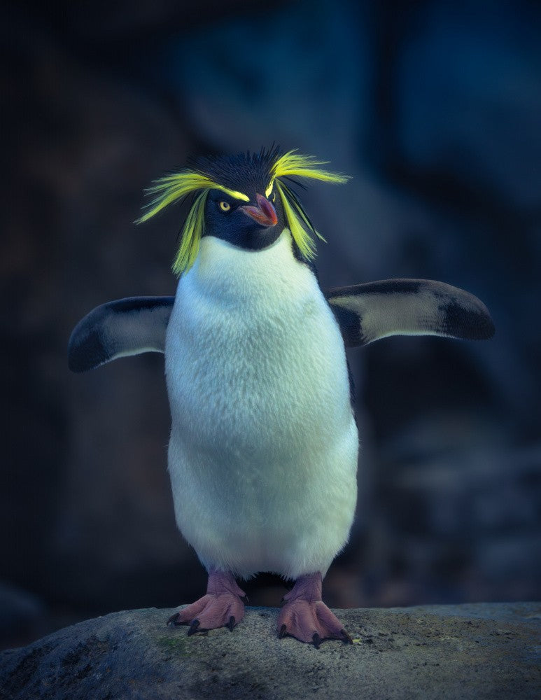 Rockhopper Penguin III