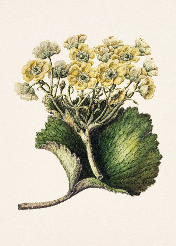 Korikor Drawn By Sarah Featon (1848–1927