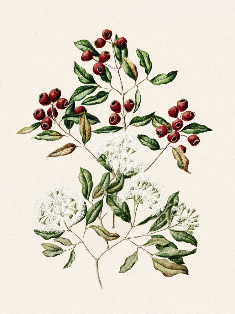 Maire Tawake Drawn By Sarah Featon(1848   1927)