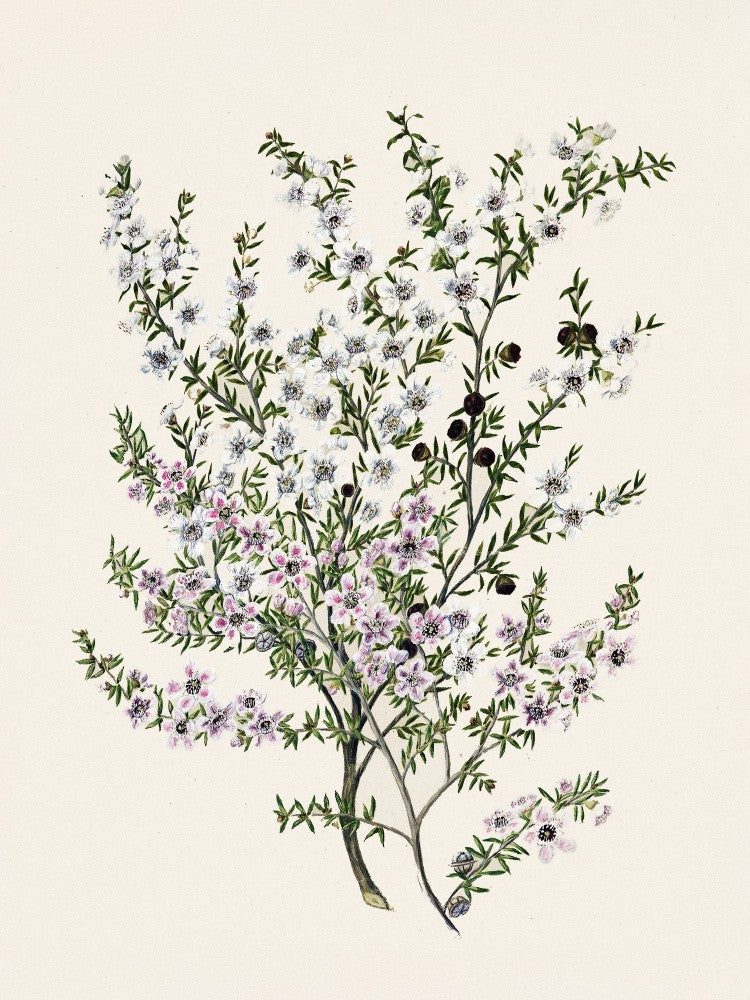 Manuk Drawn By Sarah Featon(1848   1927)