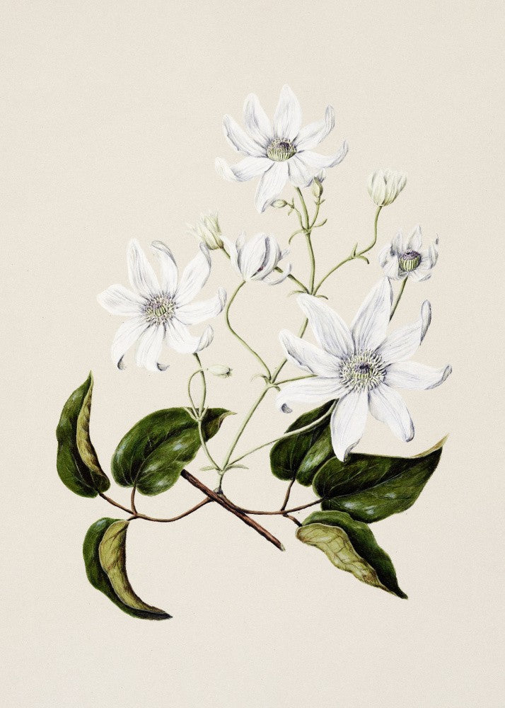 Puawananga   Clematis Indivisa Drawn By Sarah Featon (1848–1927)