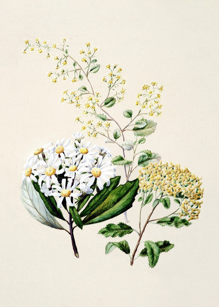 Senecio Drawn By Sarah Featon (1848–1927)