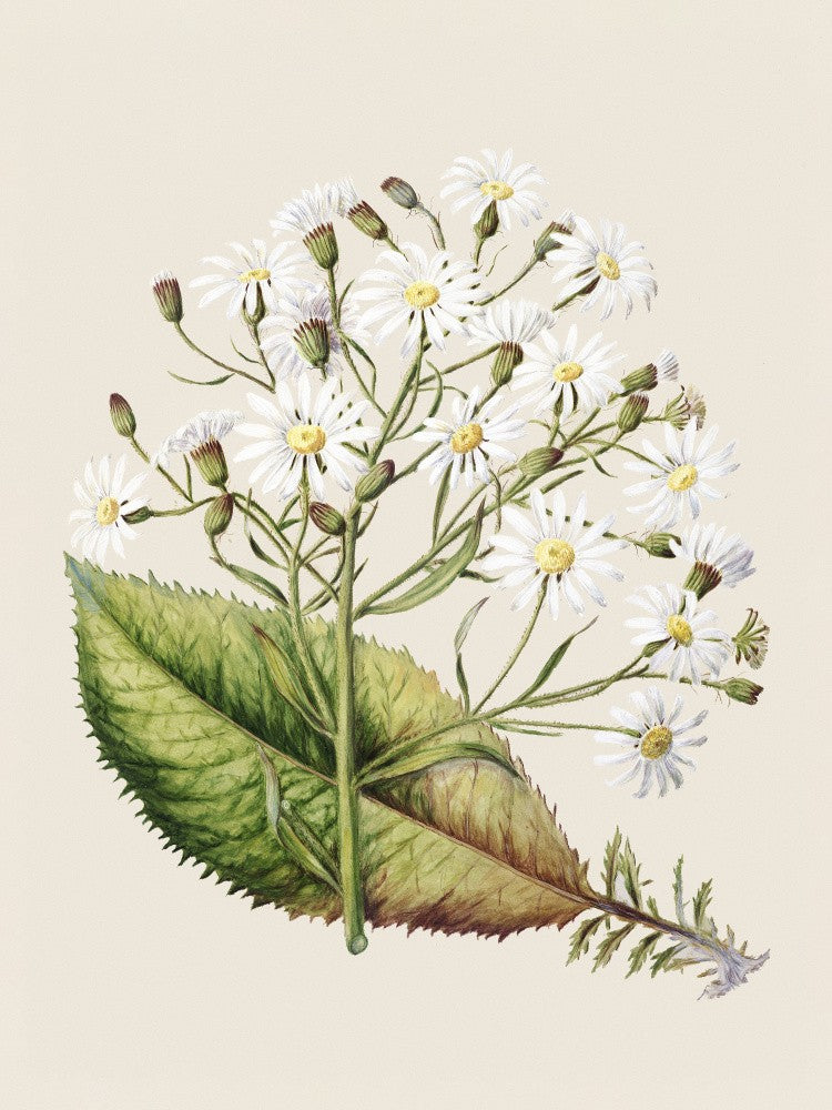 Senecio Hectori Gezeichnet Von Sarah Featon (1848–1927)