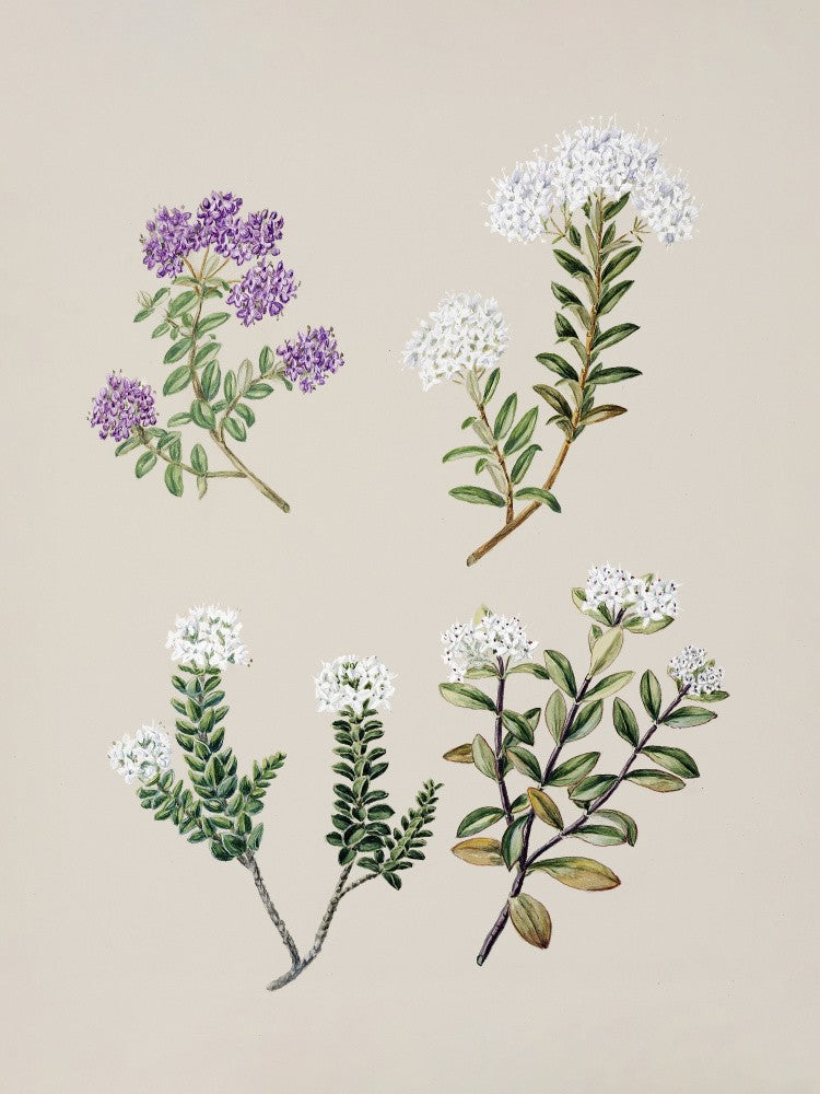 Veronica 4 Species Drawn By Sarah Featon (1848–1927)
