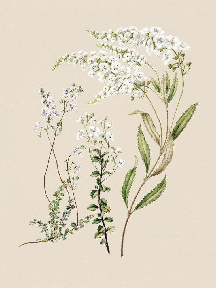 Veronica Drawn By Sarah Featon (1848–1927)