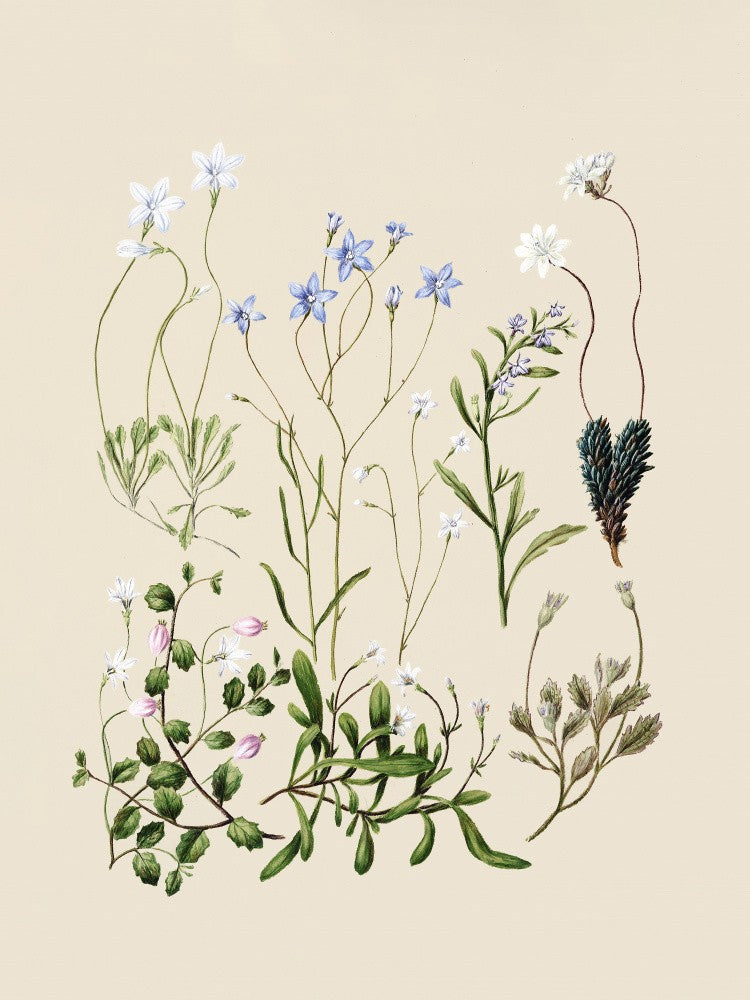 Wahlenbergias Drawn