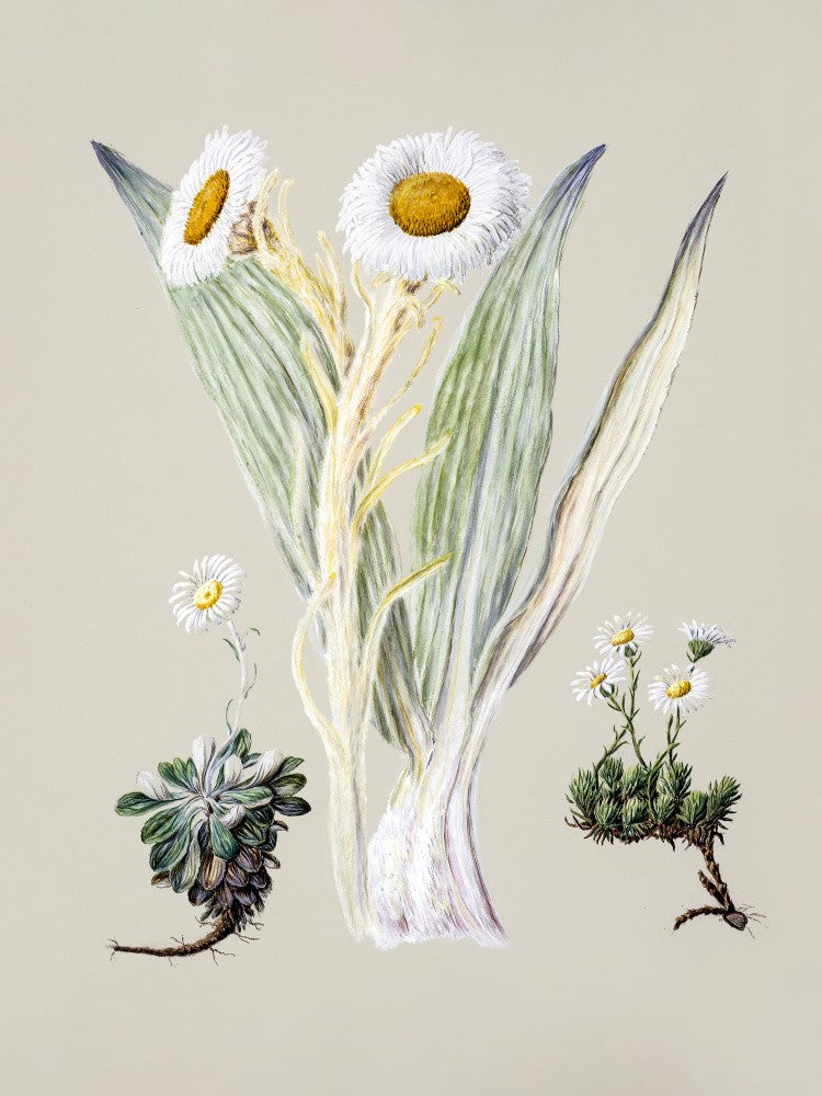 White Mountain Musk Drawn By Sarah Featon (1848–1927)