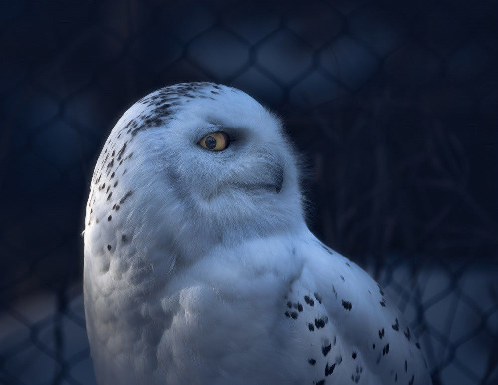 Snow owl