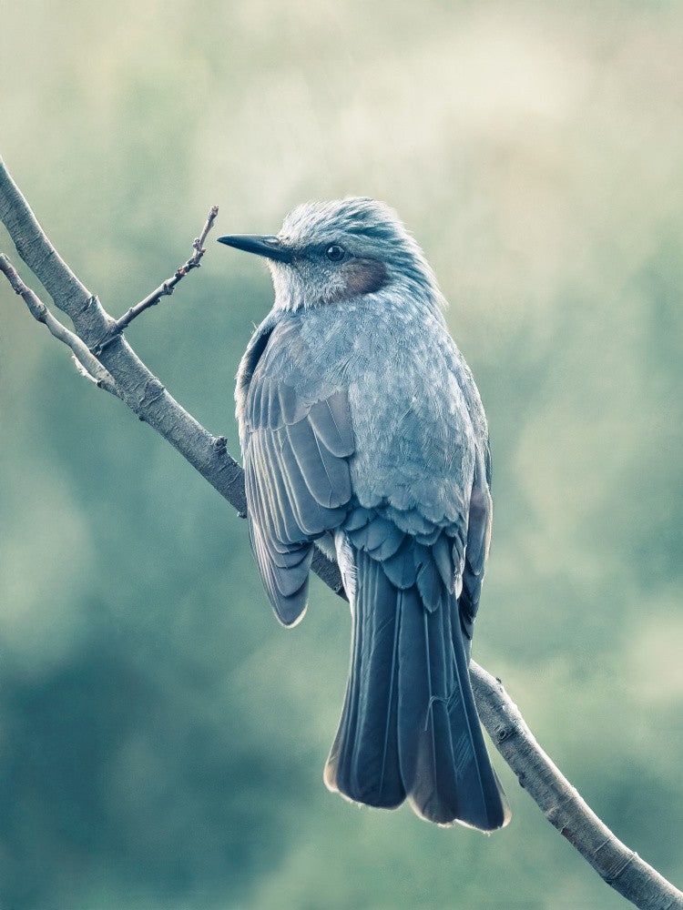 Zurückblickender Vogel