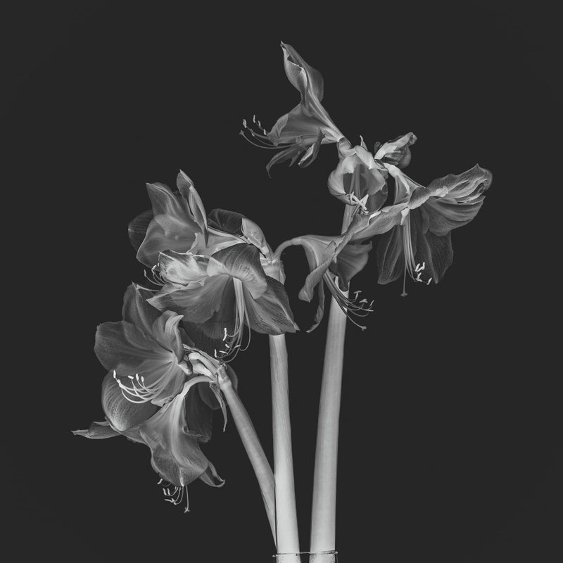 A bunch of Amaryllis