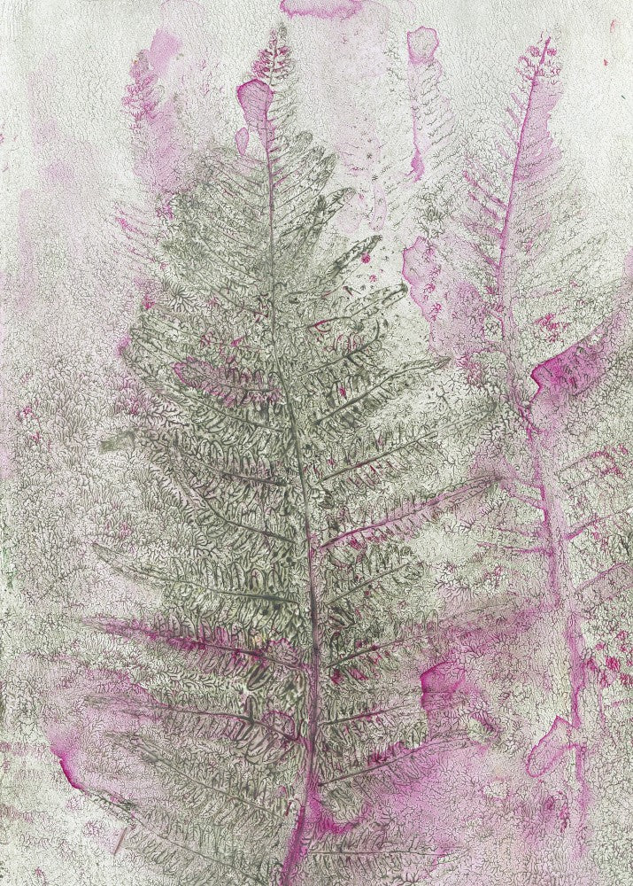 Ferns