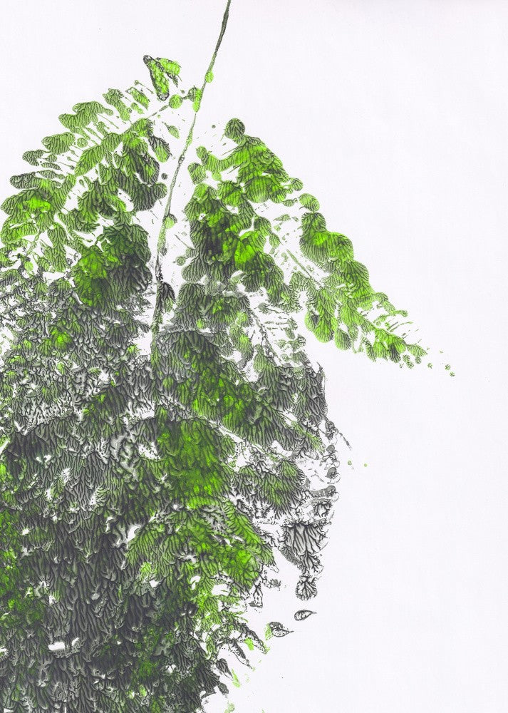 Ferns