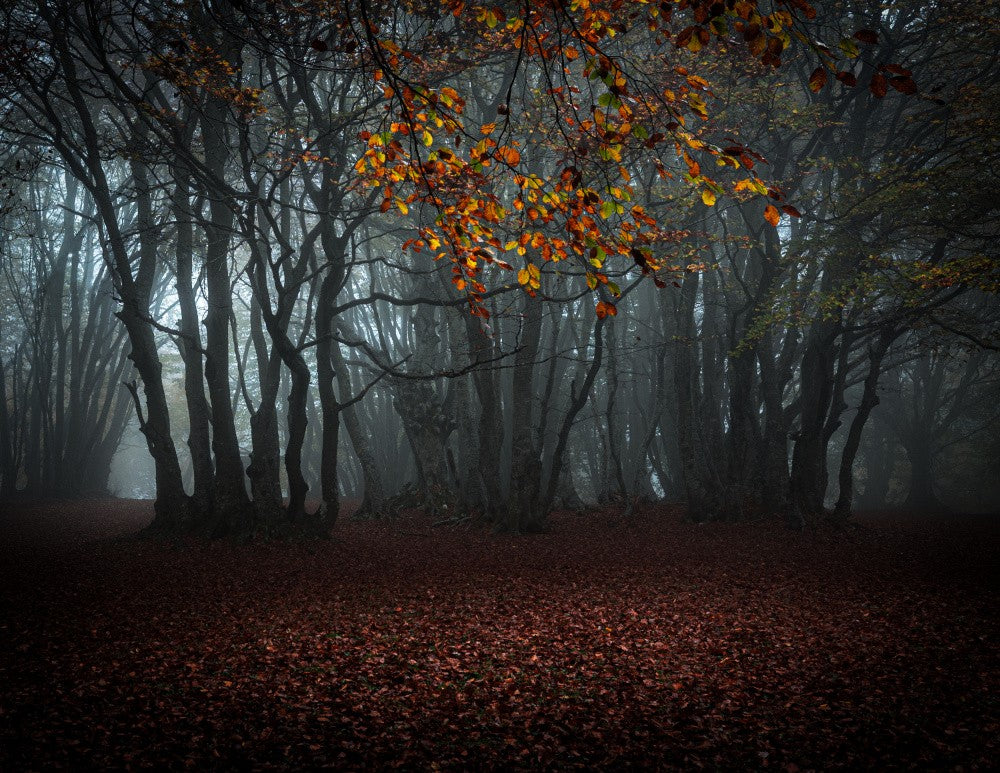 In the autumn woodland