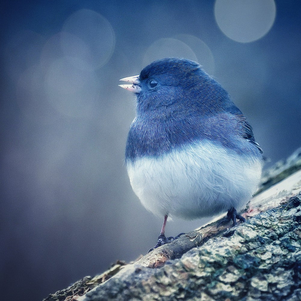 Dark-eyed Junco
