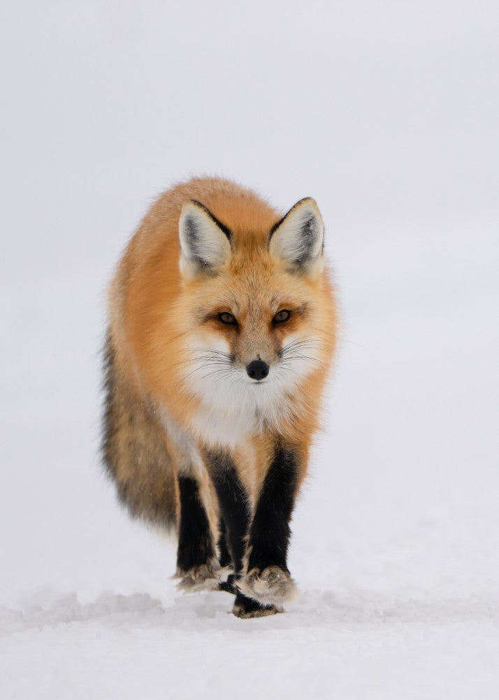 Fox