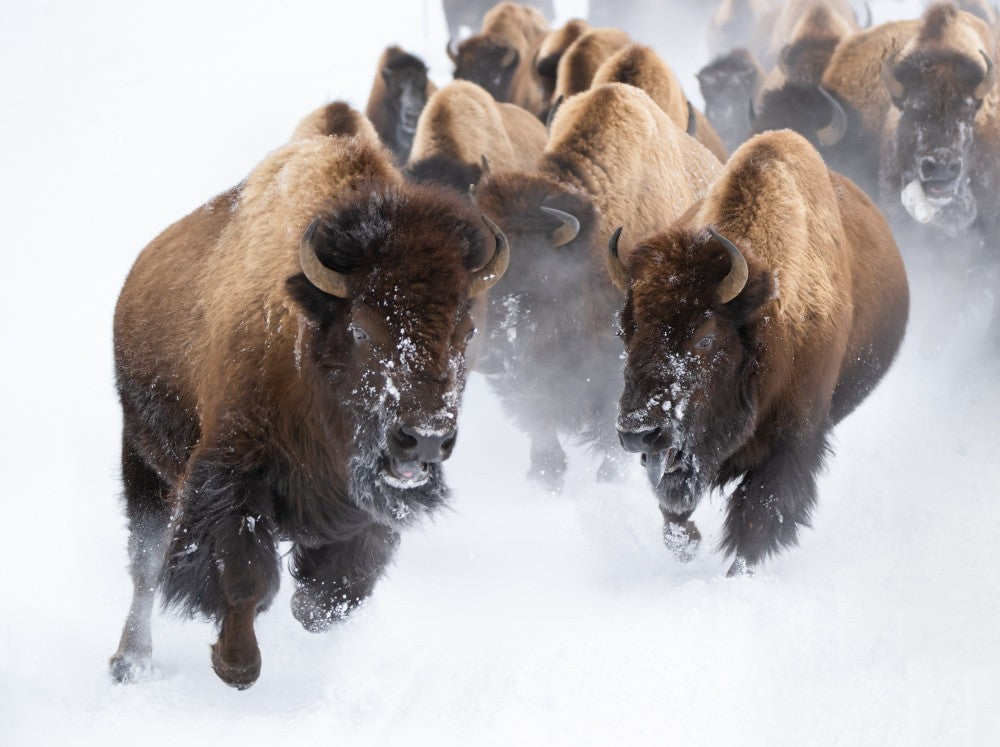 Running Bison