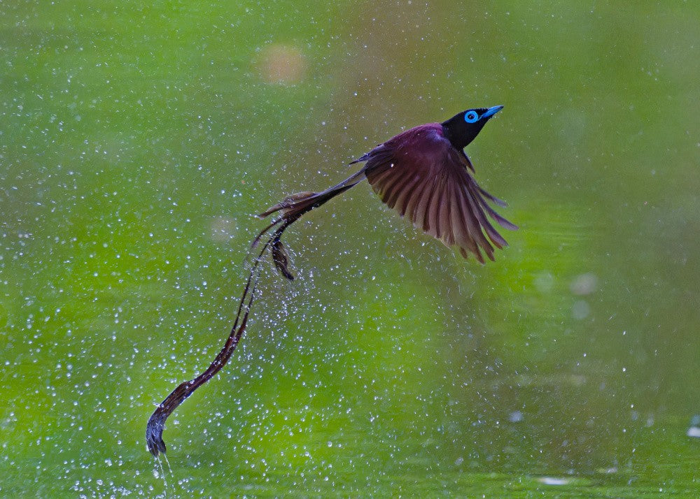 Japanese Paradise-Flycatcher