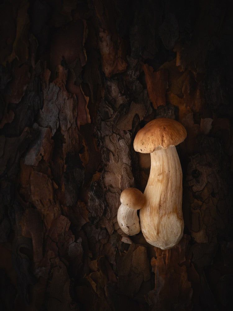 Mushroom Whispers