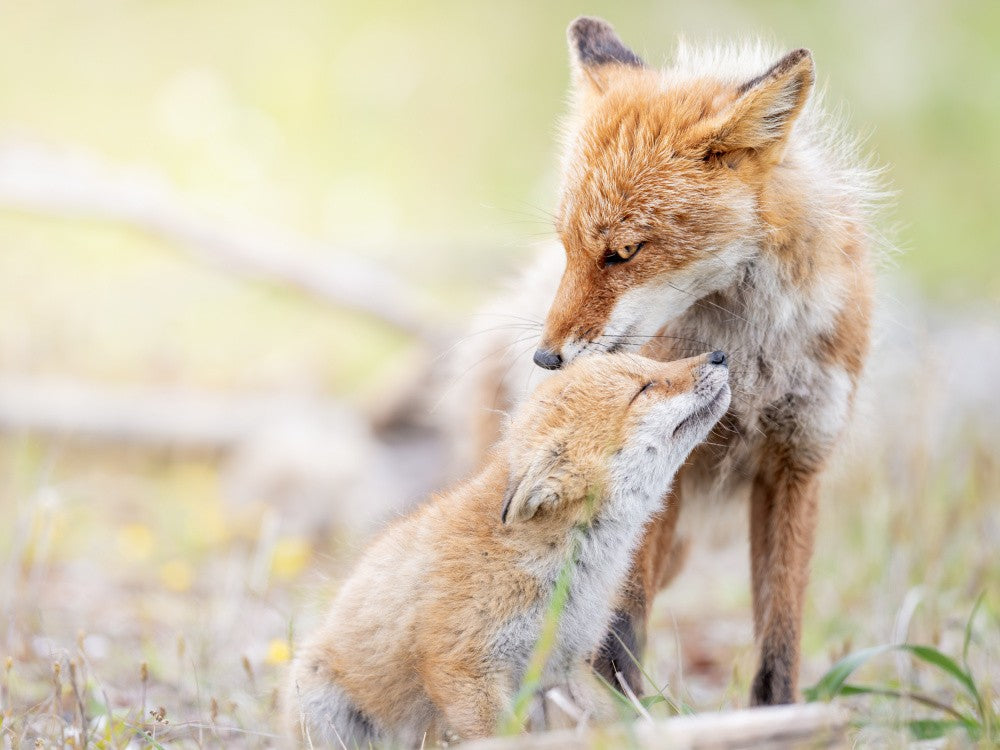 Spring Fox