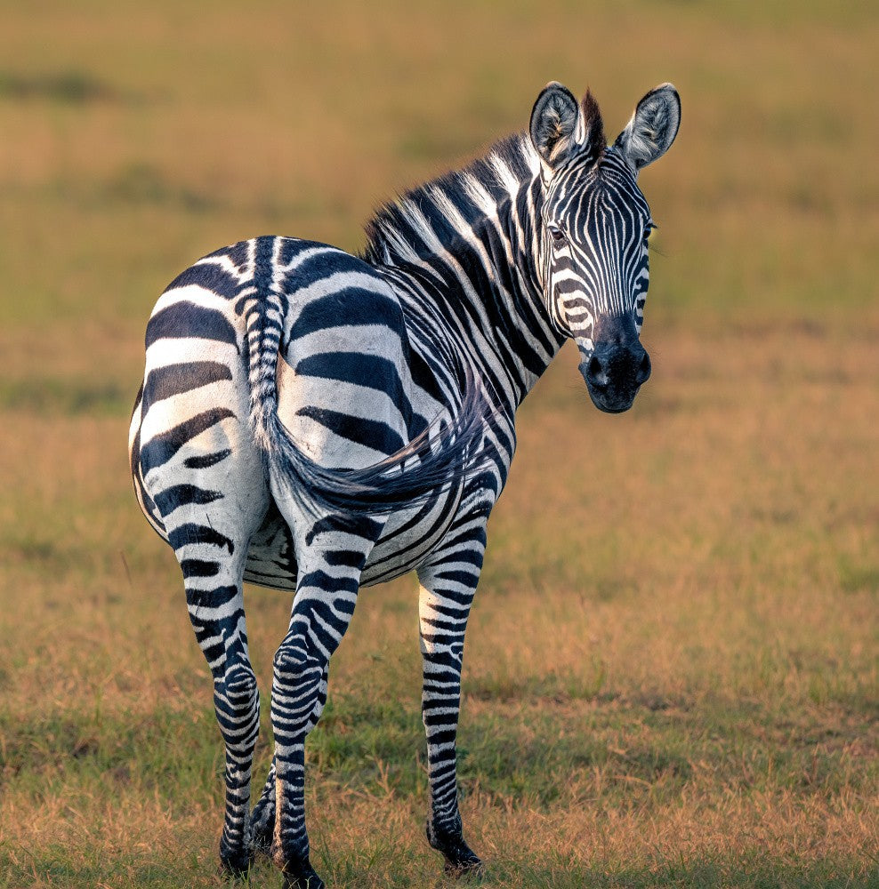 Zebra