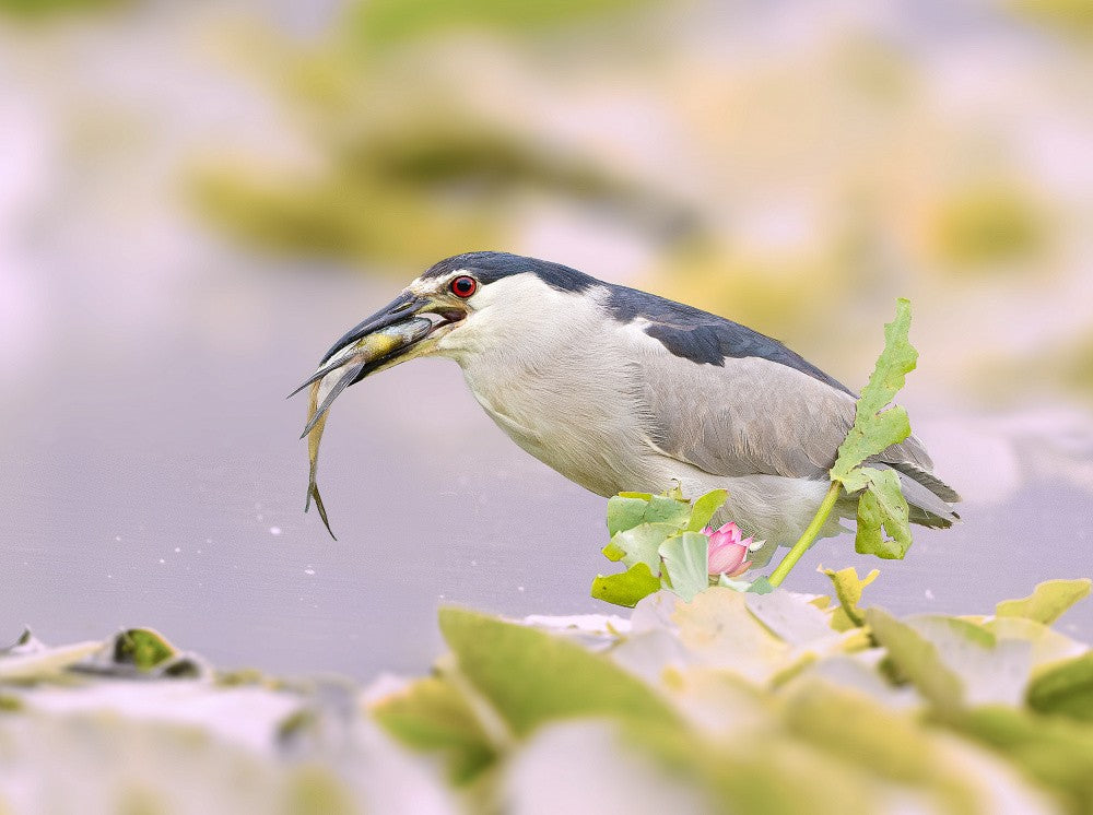 Black-crowned Night Heron with a Catch