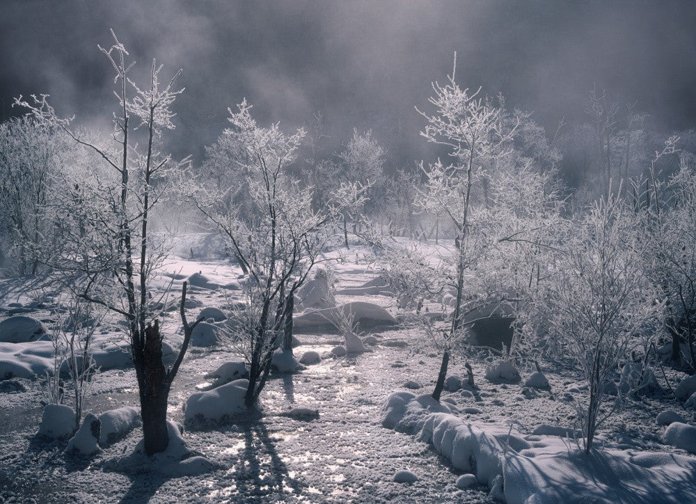 Frozen marshland