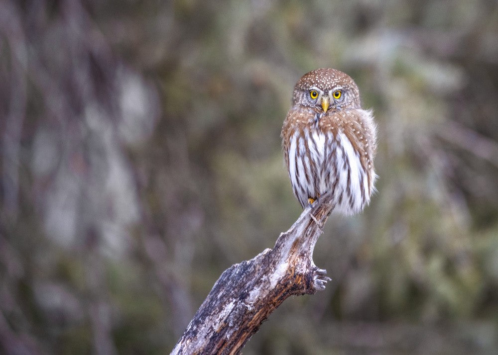 Pygmy Owl