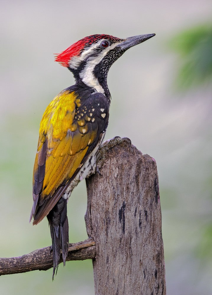 Black Rumped Flameback