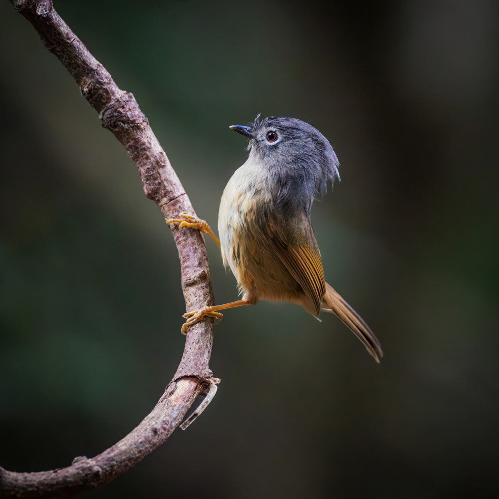 grey-cheeked fulvetta