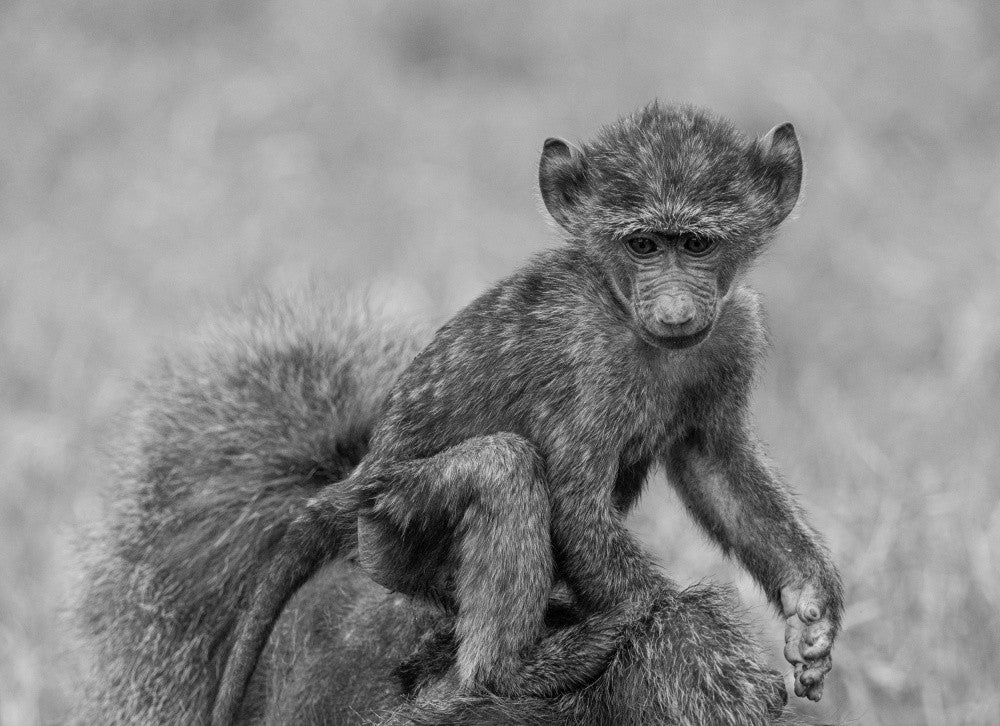 Baby Baboon