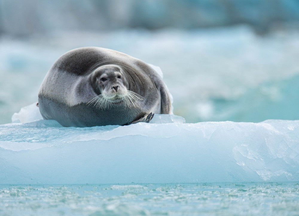 seal on a icy throne