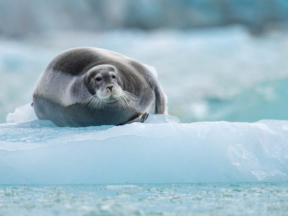 seal on a icy throne