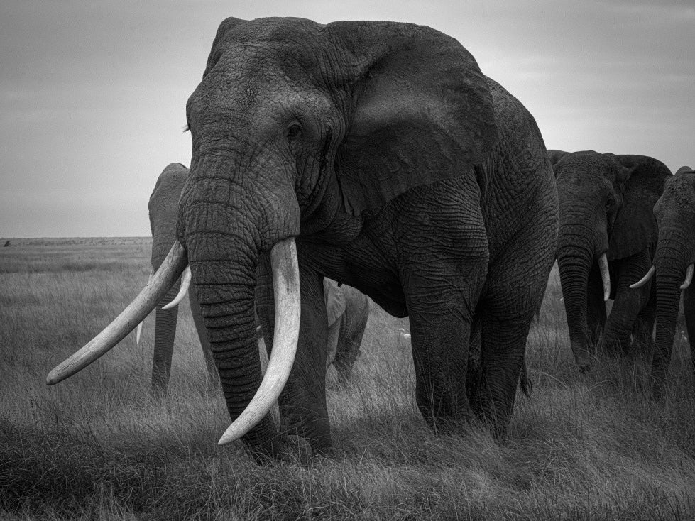 The Matriarch Elephant